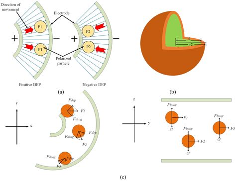 Design of a Low-Frequency Dielectrophoresis-Based Arc Microfluidic Chip ...