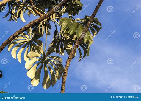 What Are Pioneer Plants