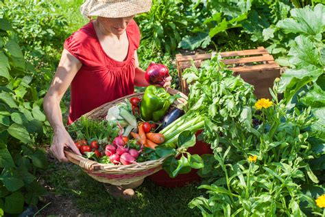 6 of the Fastest Growing Plants for Rapid Garden Growth – Seed Armory