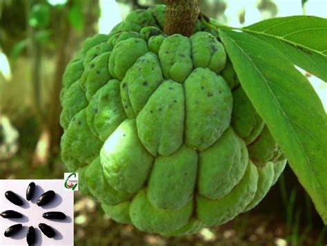Mall~Kerala : 12 Seeds Sitaphal Sweetsop Sharifa Annona Squamosa Sugar ...