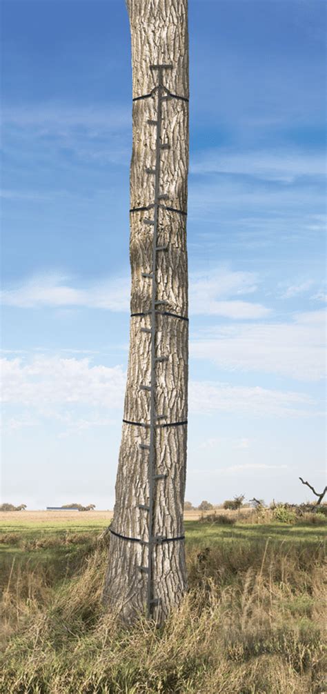 Image result for Tree Stand Platform Build