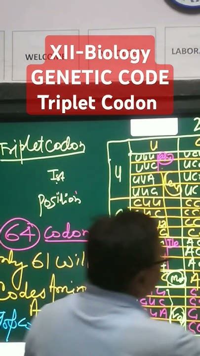 Codon 的图像结果