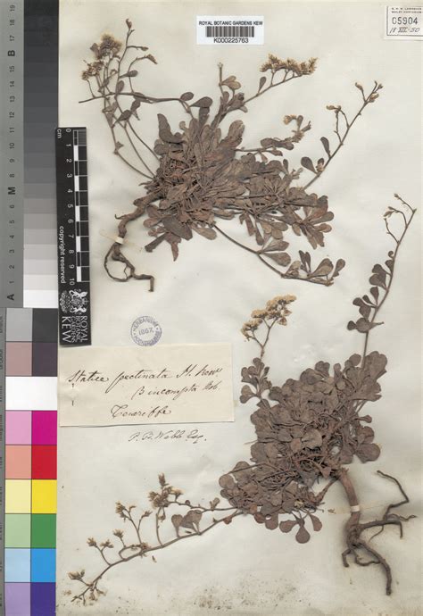 Limonium pectinatum (Aiton) Kuntze | Plants of the World Online | Kew ...