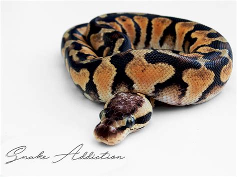 Pythonidae Morphs 的图像结果