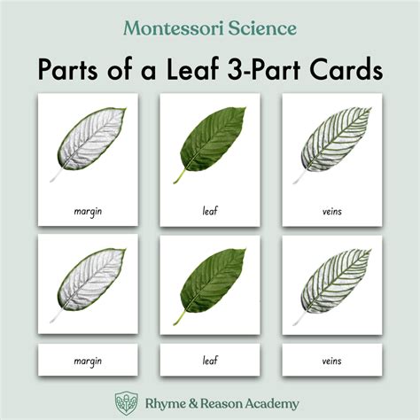 Parts of a Leaf 4-Part Cards - Rhyme and Reason Academy