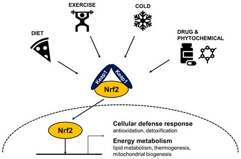 A Role of Stress Sensor Nrf2 in Stimulating Thermogenesis and Energy ...