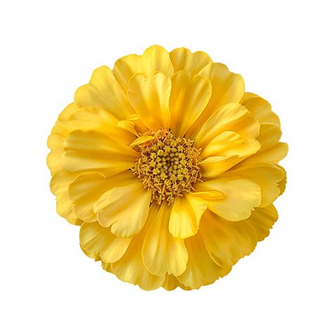 Flower isolated on transparent background 45762152 PNG