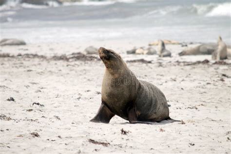 Sea Lion 的图像结果