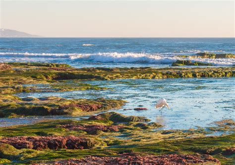 Best Tide Pools in San Diego - Top 8 Tide Pools - La Jolla Mom