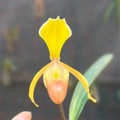 Specialist in rare & exotic orchids.. – EXOTICA ORCHIDS