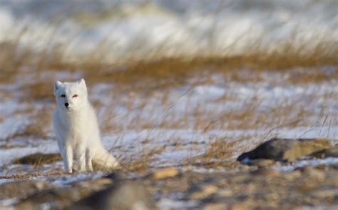 Arctic Fox Habitat Facts