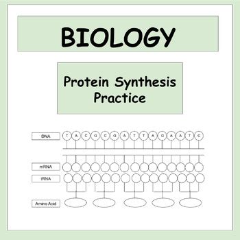 Image result for Protein Synthesis Practice