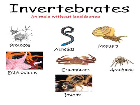 Animal Phyla Chart, Types Characteristics Video Lesson, 51% OFF