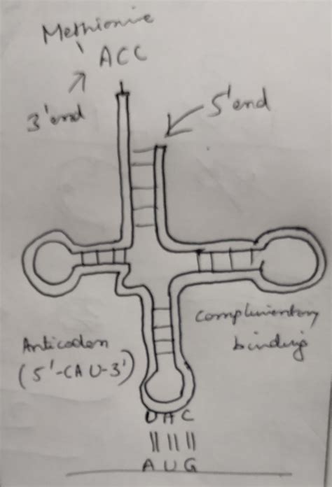 One of the codons on mRNA is AUG. Draw the structure of tRNA adapter ...