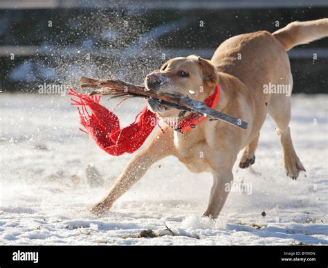 Image result for Adult Labrador