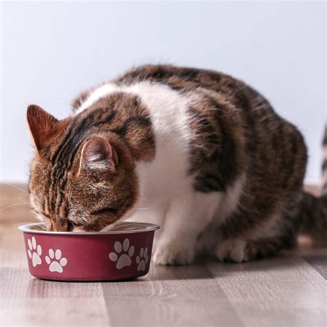 Why Your Cat Throws Up After Eating - Learn Now Why Does My Cat Throw ...