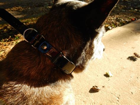 The Dogtra E-Collar ARC Review : Love at First Site