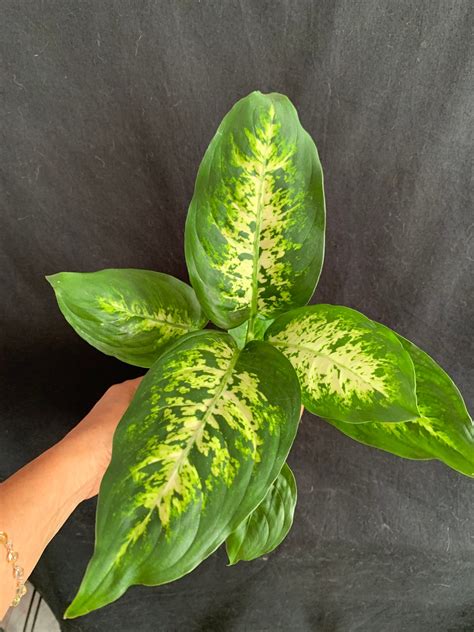 Dieffenbachia Maculata Picta 'tropic Snow' in 4" & 6" Pot (shipped ...