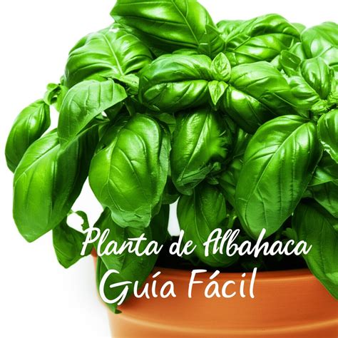 Basil Plant in Spanish: Easy Guide | Foliar Garden