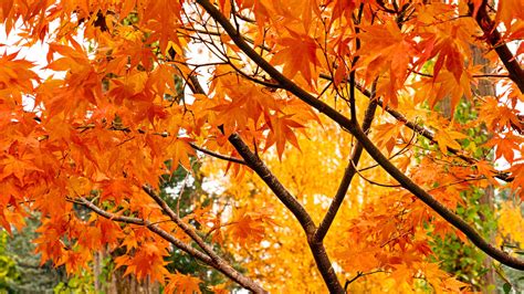 Image result for Outside Fall Trees