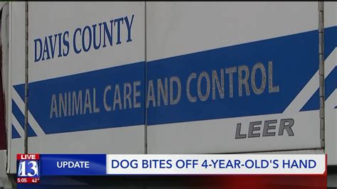 Two dogs quarantined, dangerous animal investigation underway after dog bites off Utah boy’s hand
