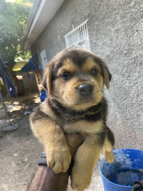 Rottweiler Mix German Shepherd Puppies