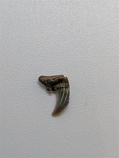 purse State Park MD : r/sharkteeth
