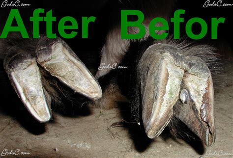 Hoof Trimming | God's Creatures