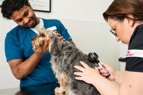 Veterinarians: Meaning, Types, and Specializations