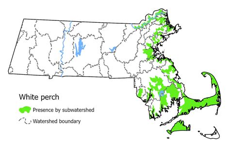 White Perch | Mass.gov