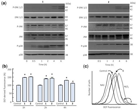 Cytotoxicity of the Sesquiterpene Lactone Spiciformin and Its Acetyl ...
