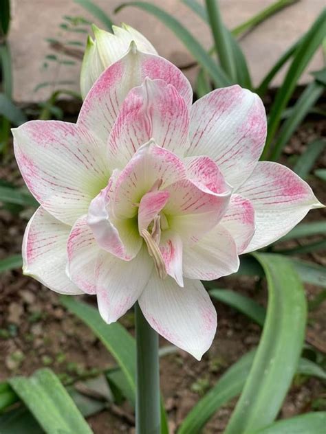 Oakwood Farms Imported Amaryllis Lily Soft Pink Color Flower Bulbs For ...