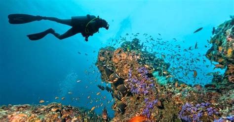5 Best Spots For Scuba Diving In Canada One Must Visit