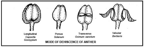 Reproduction in Plant, Biology, Class 12