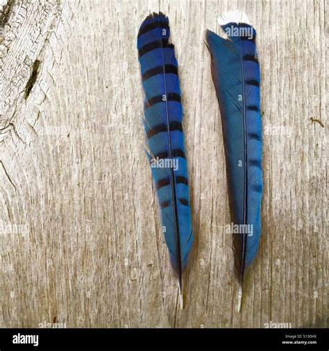 Blue Jay Feathers High Resolution Stock Photography and Images - Alamy