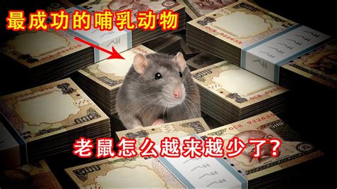 为什么人类拿老鼠没办法？中国农村的老鼠怎么会越来越少了？ - YouTube
