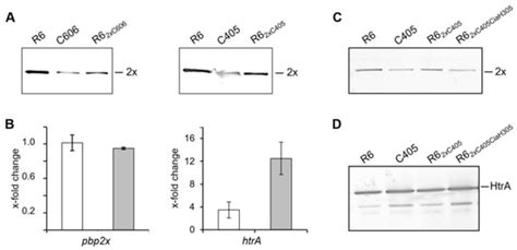 New Insights into Beta-Lactam Resistance of Streptococcus pneumoniae ...