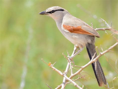 Three-streaked Tchagra - eBird