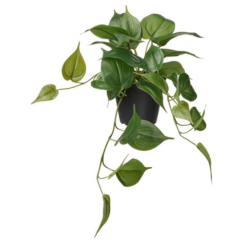FEJKA artificial potted plant, in/outdoor Golden Pothos/hanging, 12 cm ...