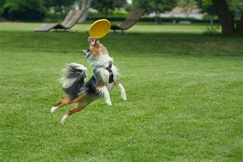 Download Super Energetic Dog Catching Frisbee Wallpaper | Wallpapers.com