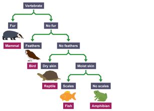 See related image detail. What is a Dichotomous Key? - The Dichotomous key