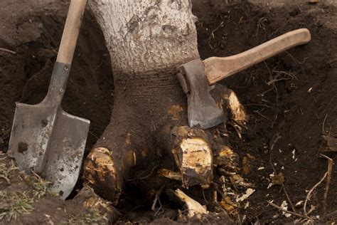 Tree Root Removal Tips 的图像结果