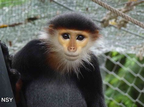 Red-shanked douc langur, June 2013. - ZooChat