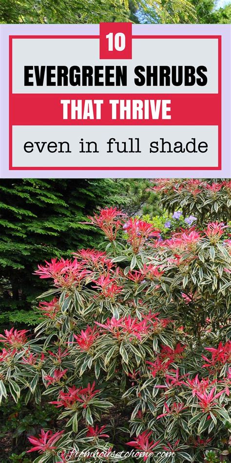 Evergreen shrubs for shade that look good all year – Artofit