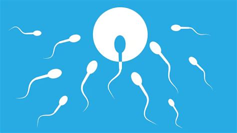 What Is Intracytoplasmic Sperm Injection (ICSI)? Expert Details The IVF ...