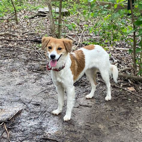 Critter Cavalry Rescue (CCR) (@crittercavalry) • Instagram photos and ...