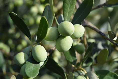 Image result for Install Olive Tree Linux