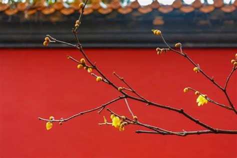 梅花春夏秋冬的样子,夏天的梅花,梅花秋天的样子_大山谷图库