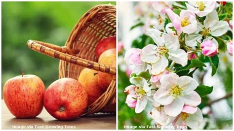 Image result for Identifying Apple Tree Types