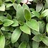 Image result for Tradescantia Wandering Jew